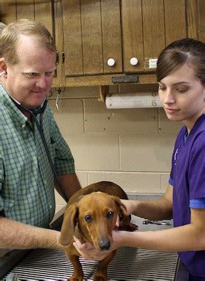 animal hospital cartersville ga|pet vet clinic cartersville ga.